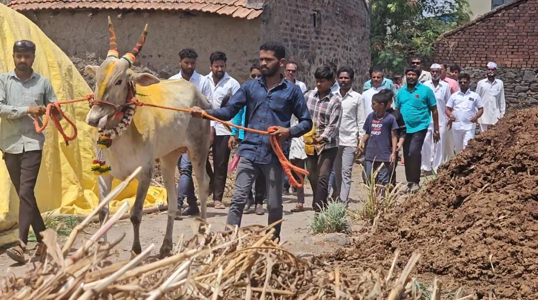 महागड्या आलिशान कारच्या किंमतीत हा बैल खरेदी केल्याने पंचक्रोशीत एकच चर्चा रंगली आहे. हा बैल पाहण्यासाठी गावात एकच गर्दी झाली आहे. 