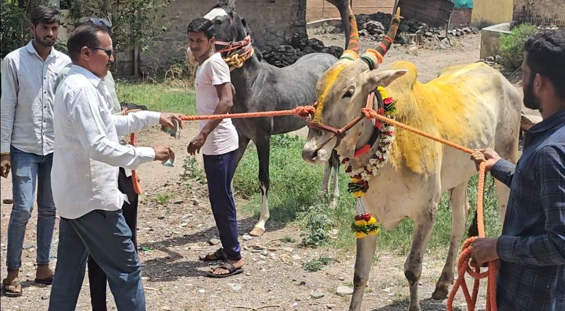 शर्यतीच्या बैलासाठी खुराक पण तसाच तगडा असतो. या खुराकमध्ये ड्राय फ्रुट्स आणि वनौषधी वनस्पतींचा समावेश असतो. या बैलाची योग्य निगा राखली जाते. 