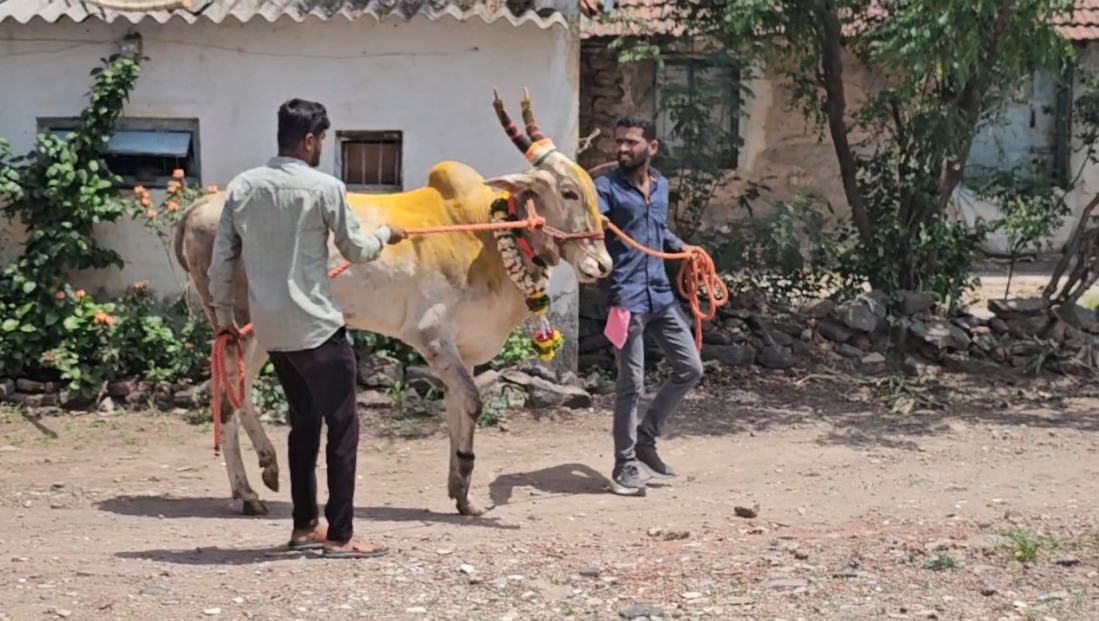 बैलगाडा शर्यत सुरु झाल्यामुळं जिल्ह्यातील बैल बाजारही गजबजू लागले आहेत. वेगवेगळ्या ठिकाणी भरल्या जाणाऱ्या बैल खरेदी विक्री बाजारात पुन्हा एकदा लाखो रुपयांची उलाढाल होऊ लागली आहे.