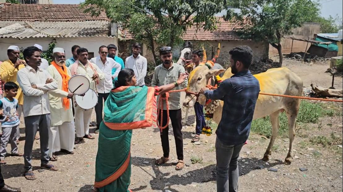 एखाद्या आलिशान कारसाठी जितकी किंमती येते, तितका पैसा किटली खरेदीसाठी खर्च करण्यात आला आहे. राजेंद्र पाचारणे यांनी या बैलाची गावातून वाजत गाजत मिरवणूक काढली. त्यांनी या बैलाचे स्वागत केले.  