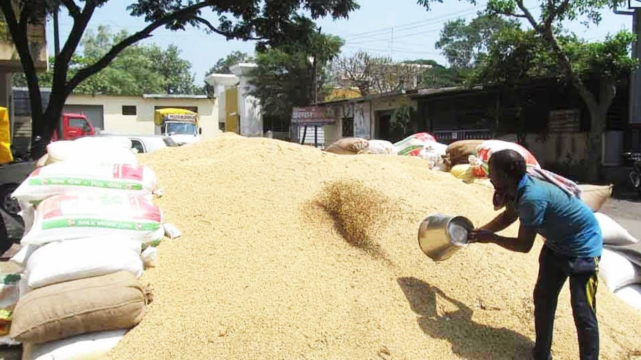 शेतकऱ्यांसाठी ही आनंदाची बातमी आहे, शेतकऱ्यांना या निर्णयाचा मोठा फायदा होईल. तुरीची देखील खरेदी होत राहील. 11 लाख टन सोयाबीनची खरेदी झाली आहे, गोडवून कमी पडत आहेत, असे मंत्री रावल म्हणाले.